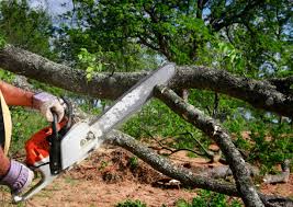 How Our Tree Care Process Works  in  Franklinton, NC